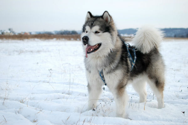 Malamute do Alasca