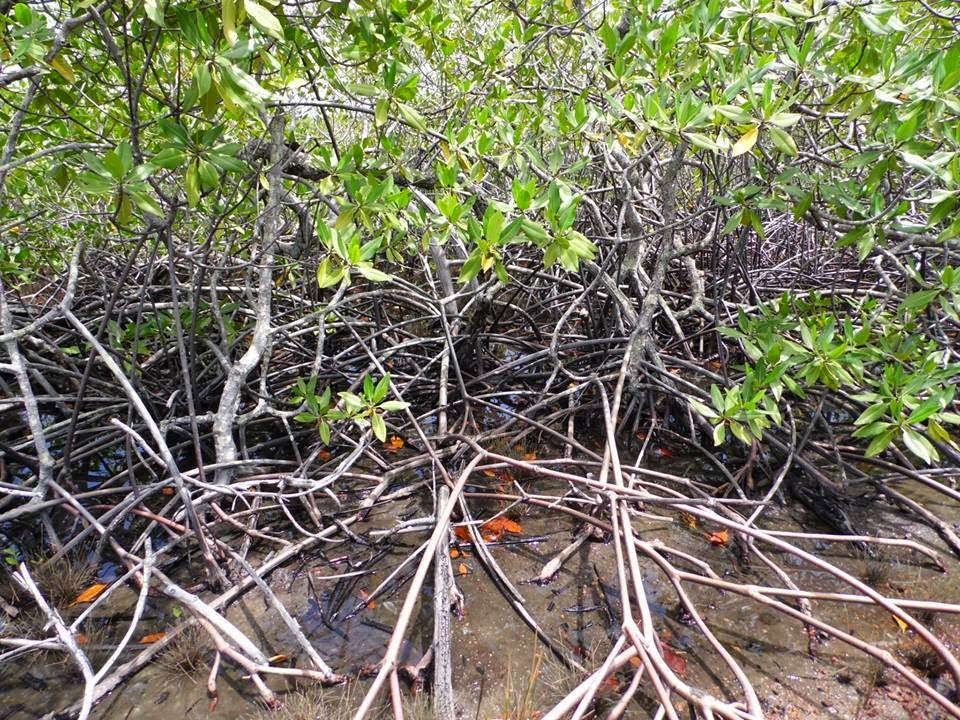 Mangue-De-Botão