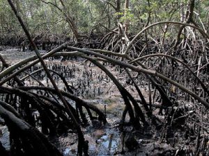 Tipos De Mangue Existentes E Características De Cada Um | Mundo Ecologia