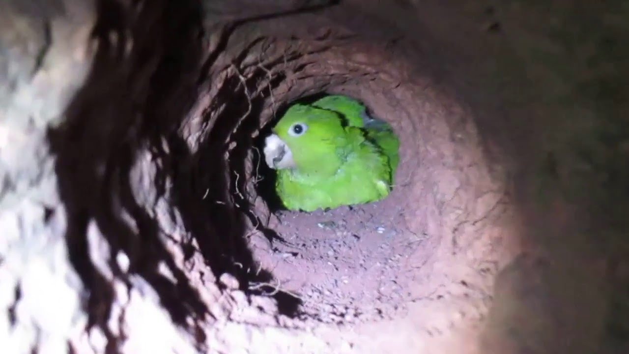 Com Quanto Tempo a Maritaca sai do Ninho e Choca?