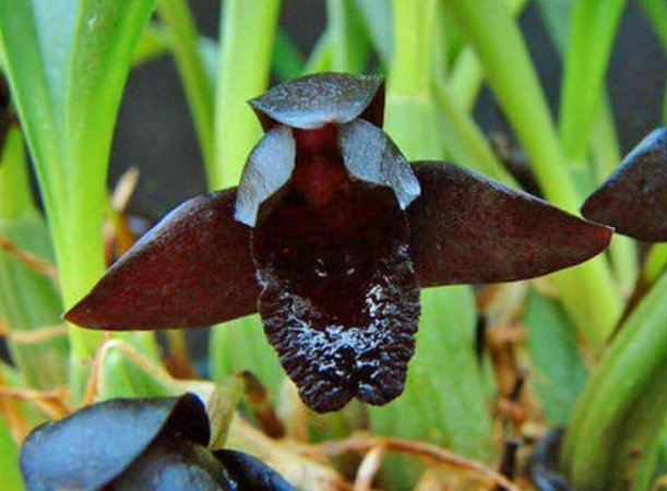 Maxillaria Schunkeana