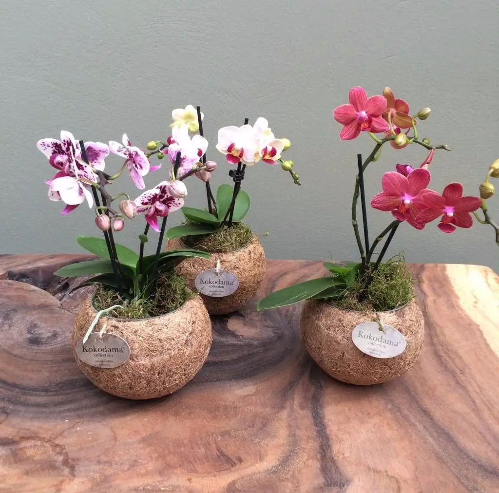 Nomes de Mini Orquídeas e Fotos | Mundo Ecologia