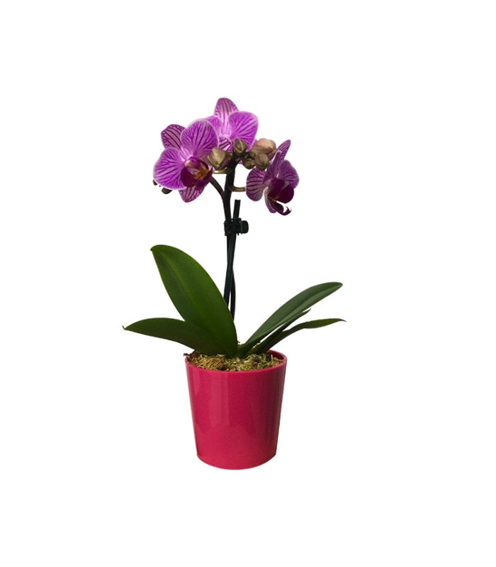 Nomes de Mini Orquídeas e Fotos | Mundo Ecologia