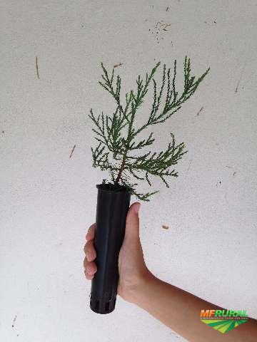 Muda De Sequoia Gigante