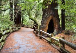 Muir Woods