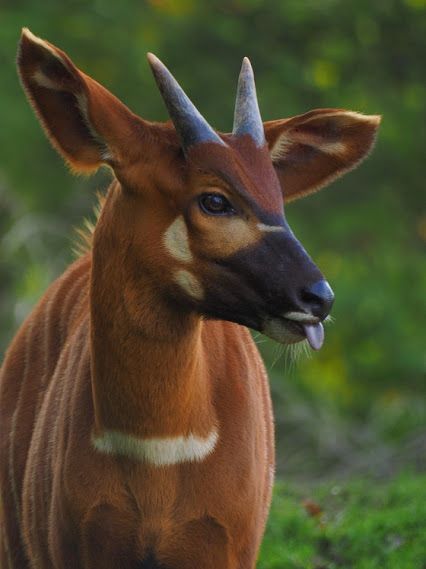 Muntjac-de-Crina 