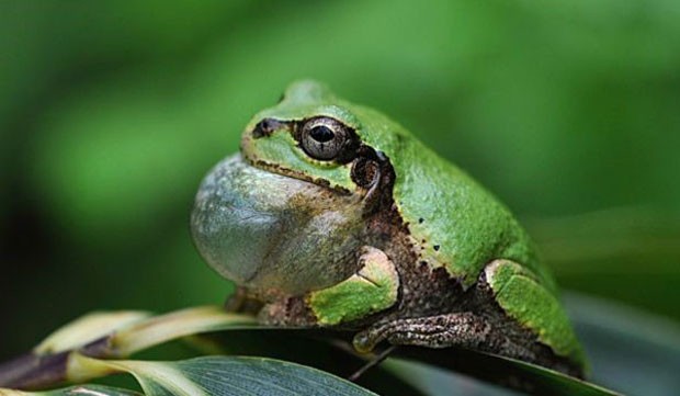 Natureza das Rãs