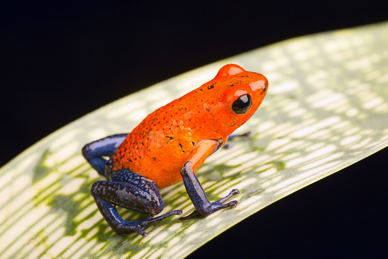 Oophaga Pumilio