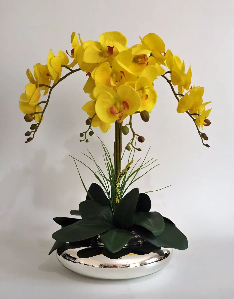 Mini Orquídeas Amarelas Fotos e Características | Mundo Ecologia