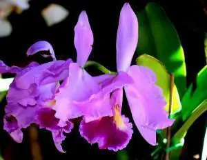 Orquídea Tigrina