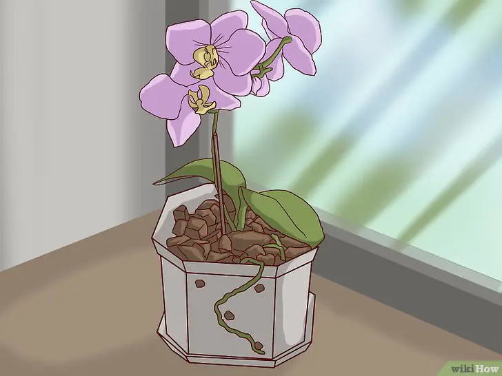 Orquídea Transplantada