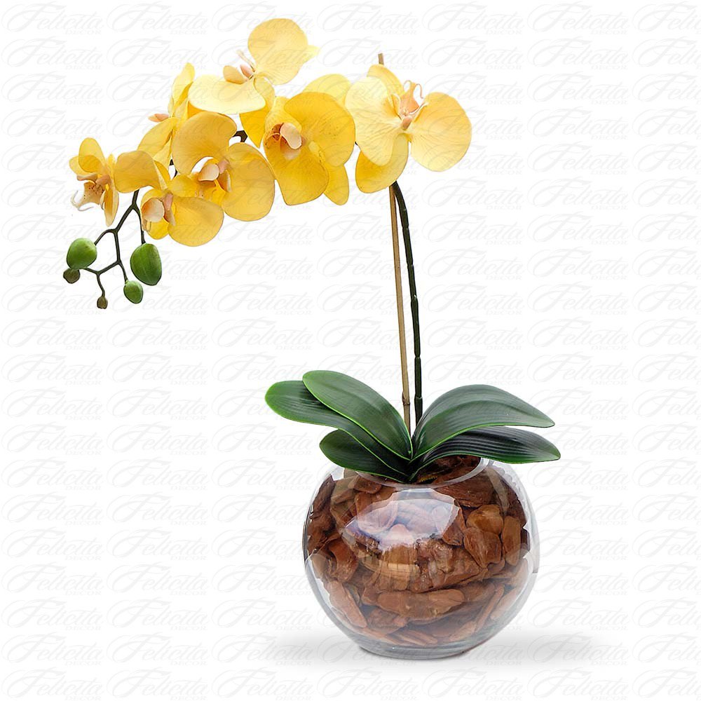 Mini Orquídeas Amarelas Fotos e Características