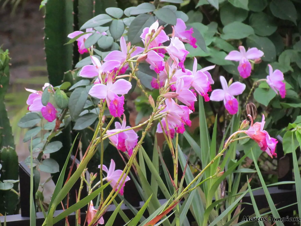Orquídeas Bambus no Jardim
