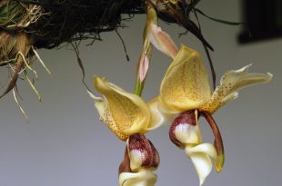 Orquídeas Cabeça de Boi