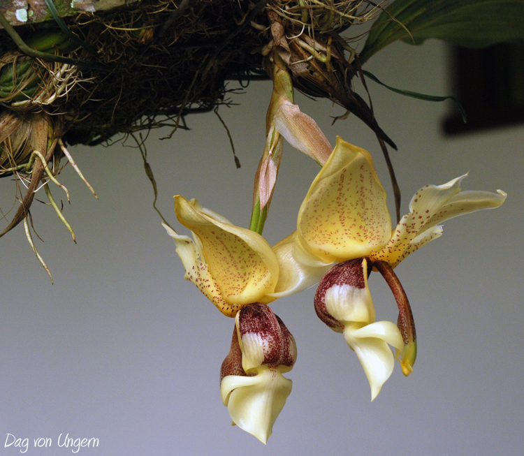 Orquídea Cabeça de Boi – Fotos e Características