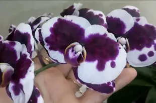 Orquídeas Floridas