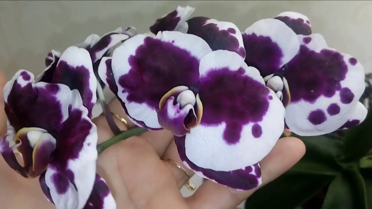 Orquídeas Floridas
