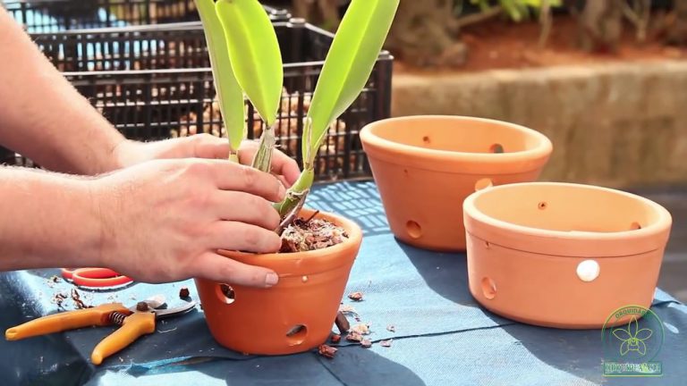 Orquídeas em Vasos de Cerâmica