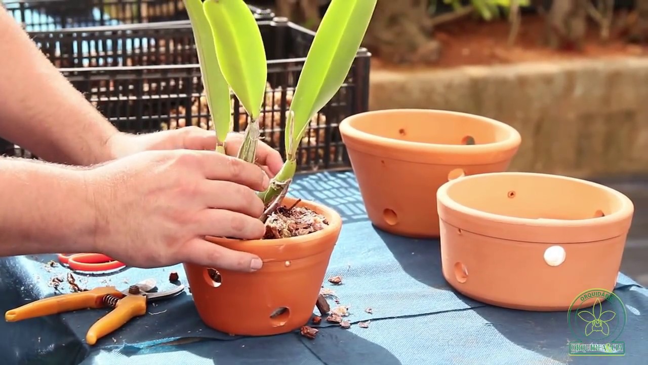 Como Plantar Orquídeas em Vasos de Cerâmica e Barro