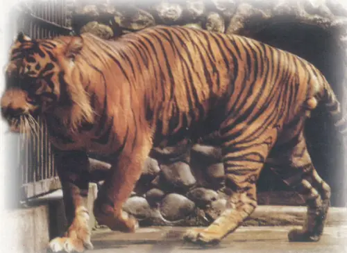 Panthera Tigris Sondaica
