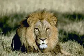 Panthera Leo Leo