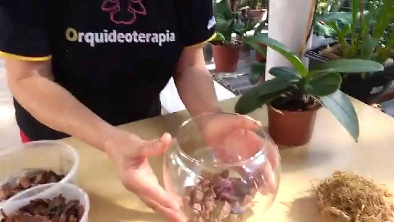 Para Plantar Orquídeas em Vasos 