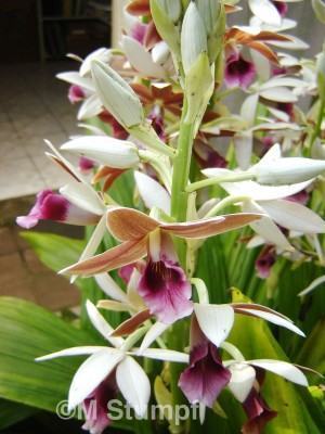 Phaius Tankervilleae