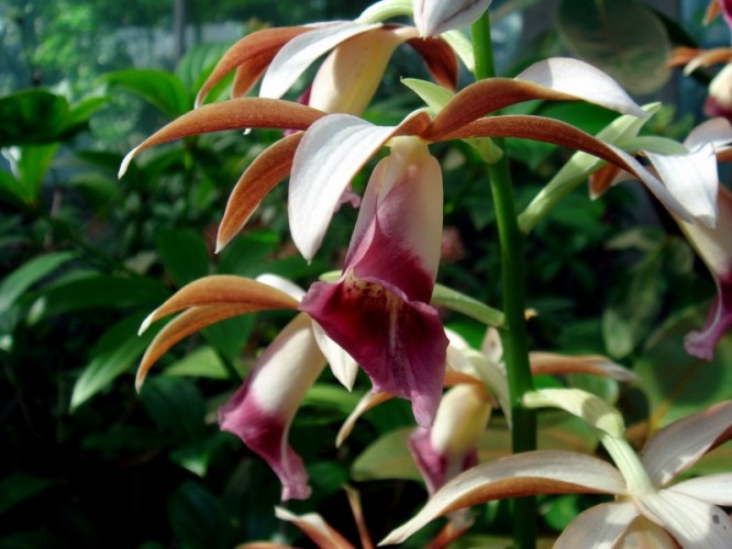 Phaius grandifolius