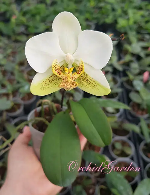 Phalaenopsis Amabilis