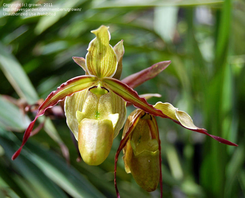 Phragmipedium Long-leaf