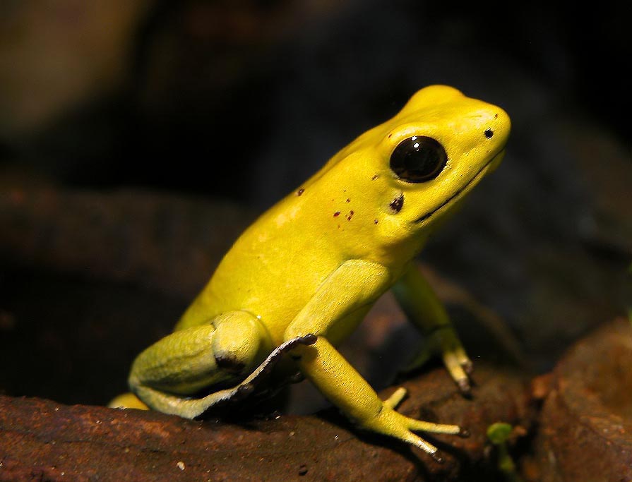 Phyllobates Terribilis