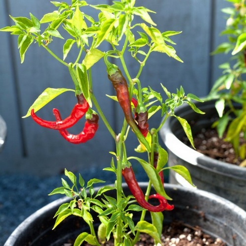 Pimenta Dedo de Moça no Vaso 