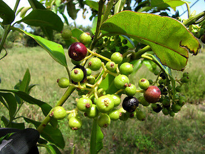 Pimenta Dioica