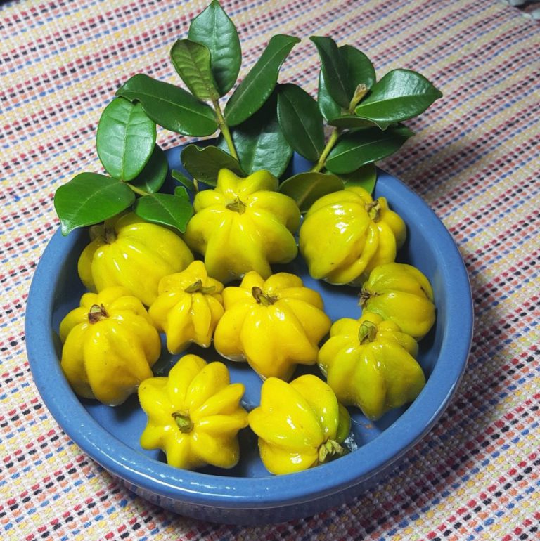 Pimenta Pitanga Amarela Na Tigela