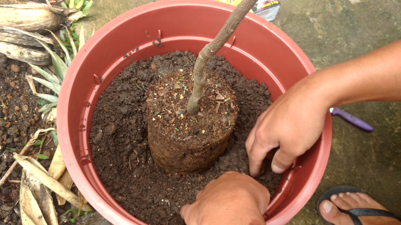 Plantando Carambola no Vaso