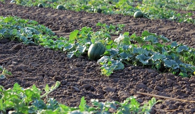 Plantação de Melancia 