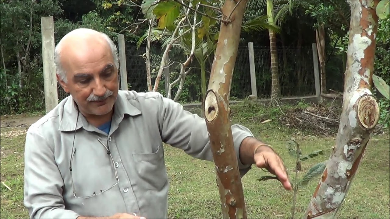 Poda Total de Goiabeira