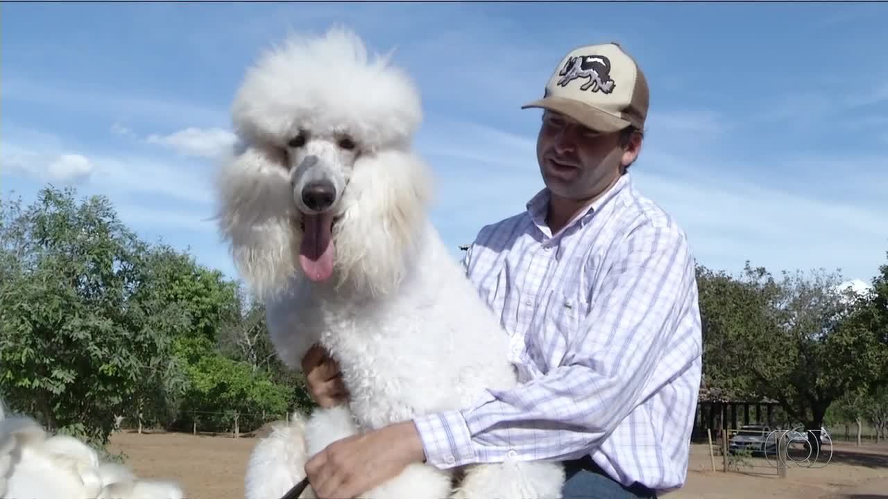 Poodle Gigante 