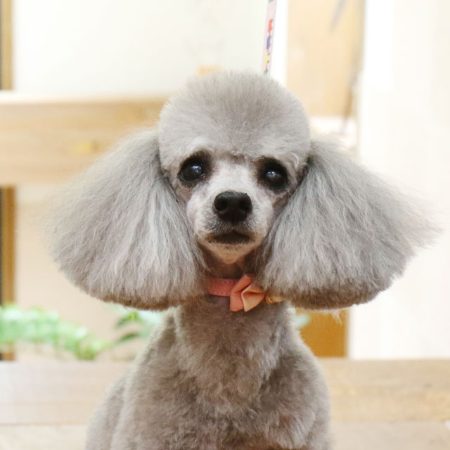 Poodle