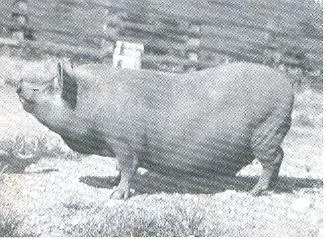 Porco-Canastrão