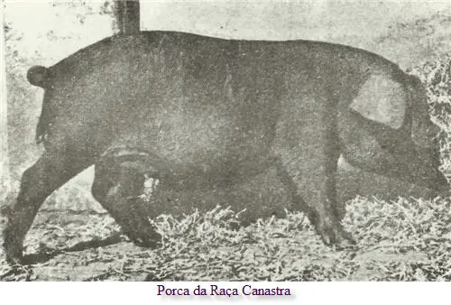 Porco Canastra