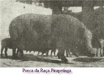Porco-Pirapetinga
