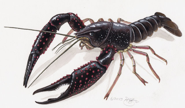 Procambarus Clarkii