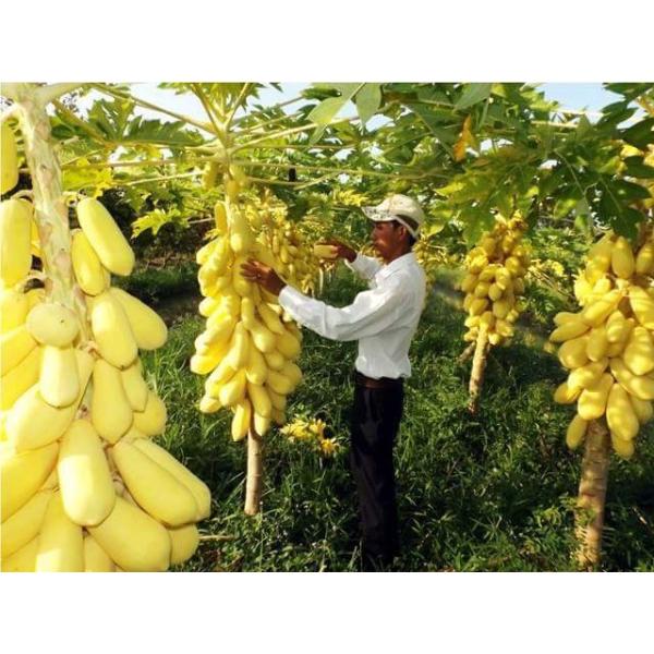 Produção de Mamão Tailandês
