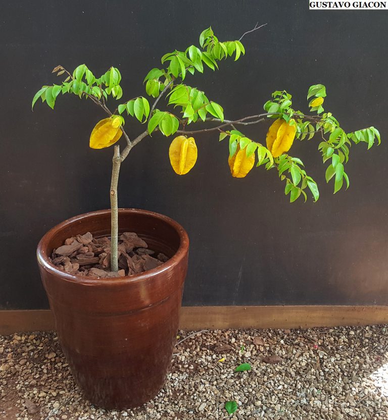 Pé de Carambola Pequeno em Vaso