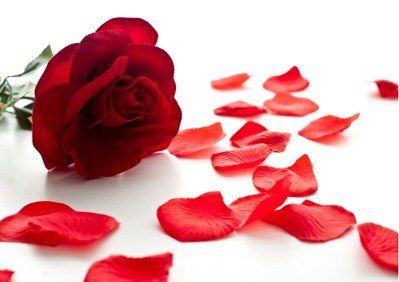 Como Guardar Pétalas de Rosas