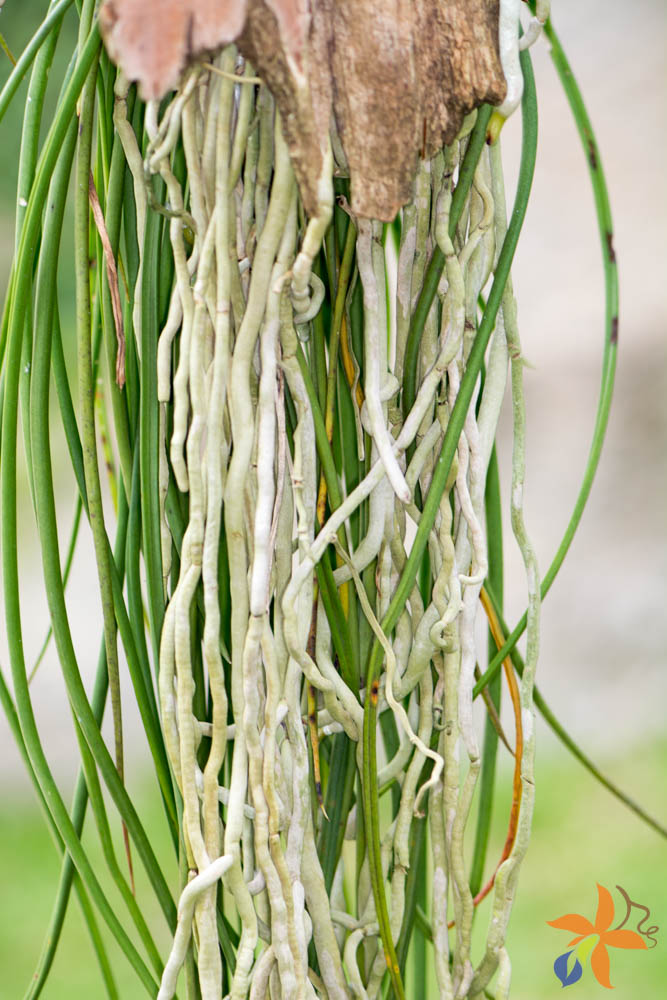 Raízes das Orquídeas