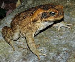 Rhinella Marina