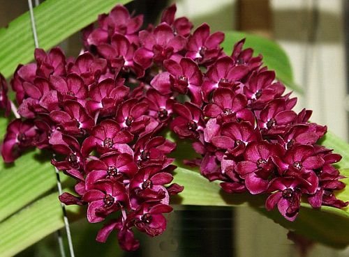 Rhynchostylis Gigantea