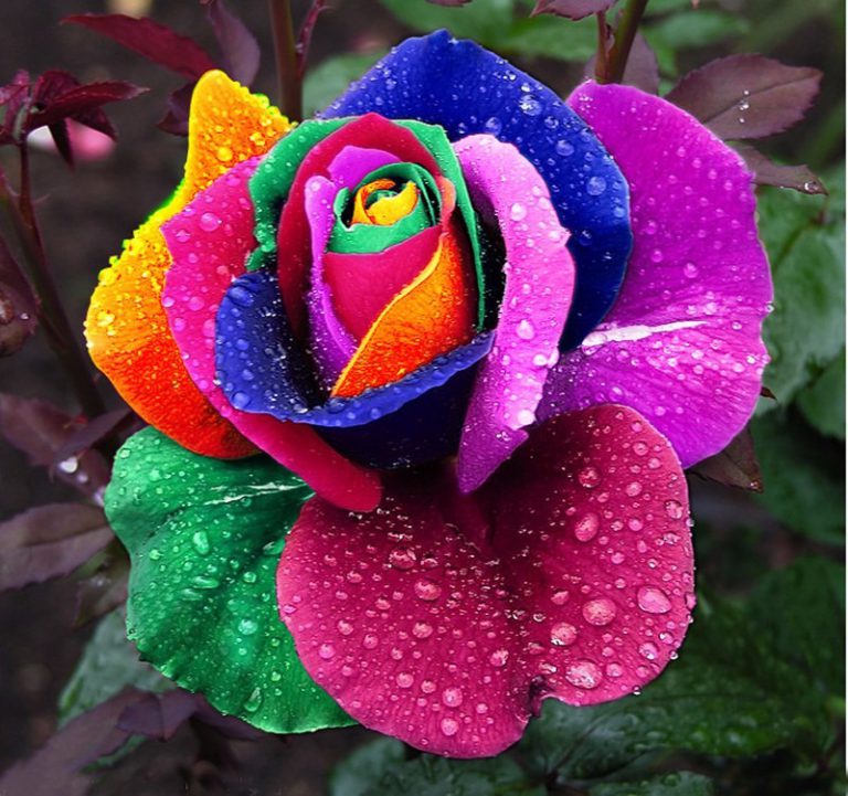 Rosa Arco Íris